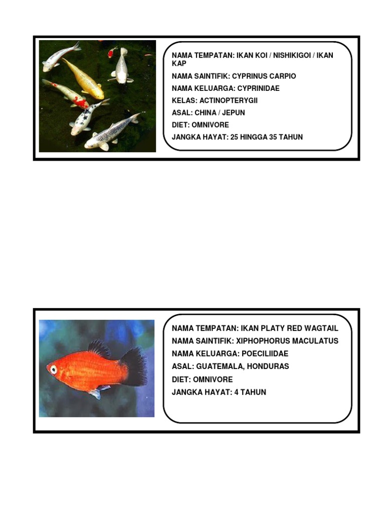 Ceritera Kalami Ikan Koi Vs Ikan Kap