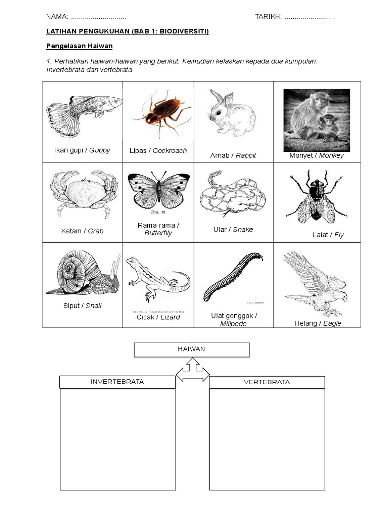 Pengelasan Haiwan Bertulang Belakang Vertebrata
