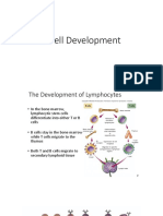 B Cell Development 2