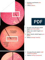 pars reticularis korteks suprarenal