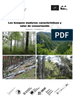 Bosques maduros: características y valor