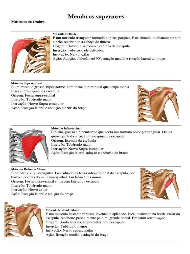 Músculo Origem e Inserção Membro Superior | PDF | Anatomia dos primatas ...