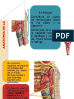 Anatomia de La Faringe