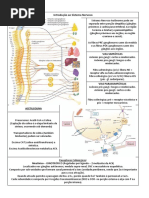 RESUMO P1 - Sistema Nervoso