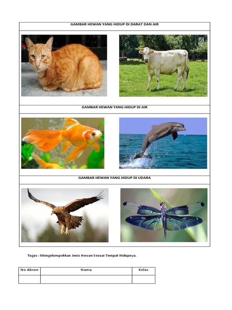 Hewan Yang Hidup Di Darat Dan Air Rasanya