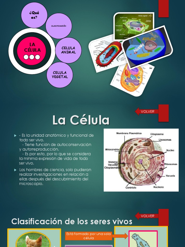 LA CELULA