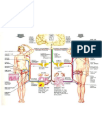 Fisiologia Anatomia