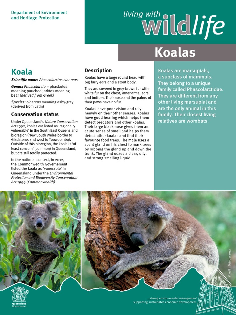 Koala: Description and Scientific Facts | PDF | Koala | Organisms