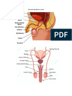 The Male Reproductive System