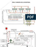 FLUJO DE MATERIA ECOSISTEMA.pdf