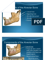 04 Periodontal Morphology Components of the Alveolar Bone