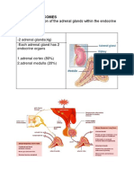 LEARNING OUTCOMES OF THE ADRENAL GLANDS