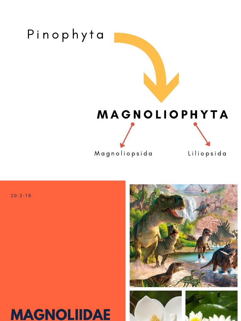 Clasificación de Magnoliidae y Magnoliopsida | PDF | Aceite esencial ...