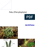 Plantae Part 2