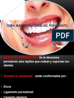 1 Macro Anatomia Del Periodonto