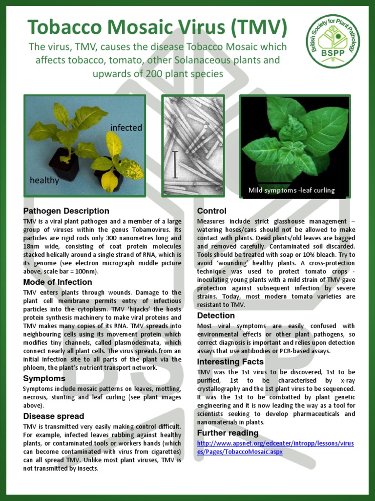 how is tobacco mosaic virus transmitted infection. Left: Leaf of a healthy tobacco plant Tobacco Mosaic Virus / Home