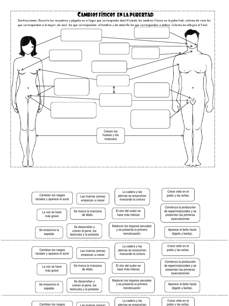 Cambios Físicos y Emocionales en La Pubertad | PDF | Pubertad | Anatomia  sexual