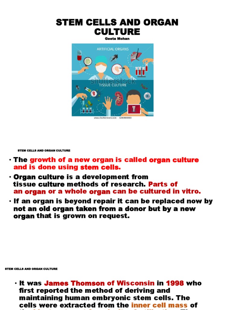 Stem Cells in Organ Culture Applications | PDF | Cell Potency | Stem Cell
