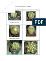 Inventario de Cactus en Invernadero
