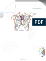 Focos Auscultatorios