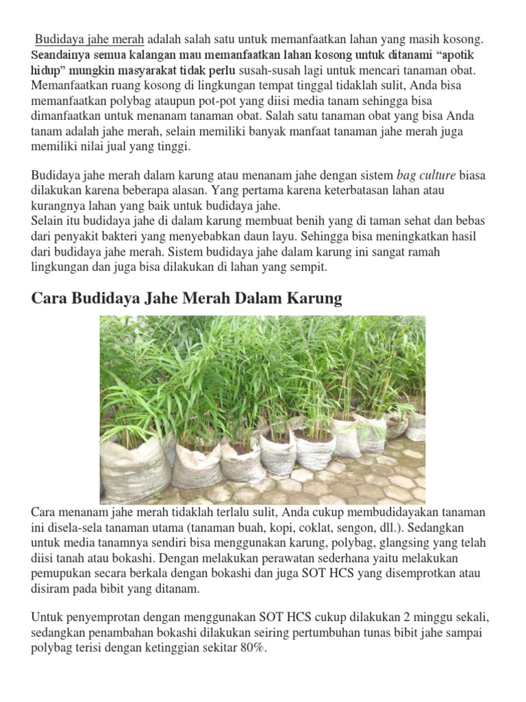 Budidaya Jahe Merah Docx