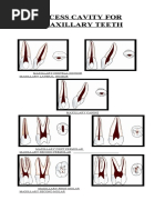 Triadan Tooth Numbering Guide | PDF | Dental Anatomy | Dentistry