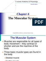 Muscle System