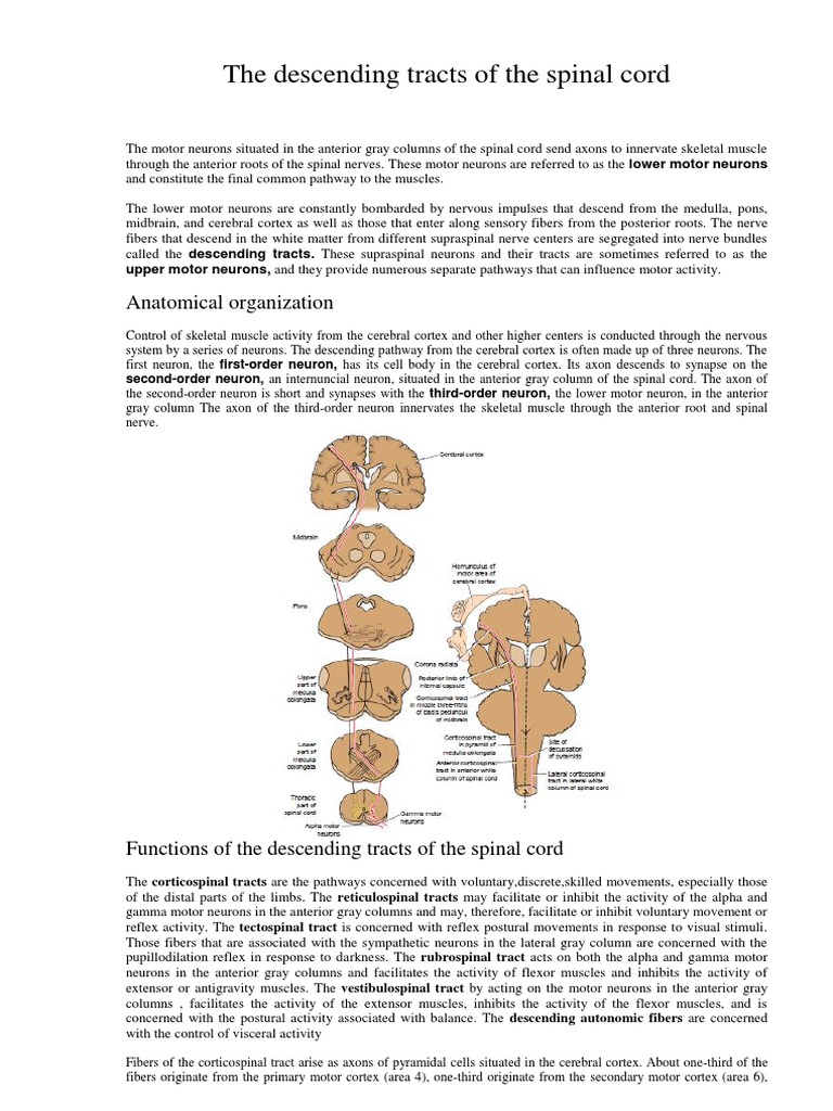 Overview of Spinal Cord Descending Tracts | PDF | Spinal Cord | Motor ...