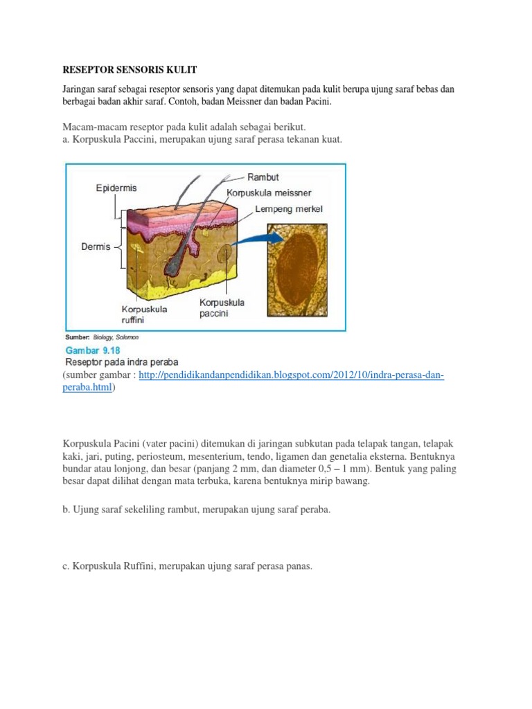 Reseptor Sensoris pada Kulit | PDF | Kajian Bahasa Asing