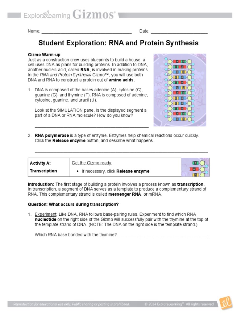 RNA Protein Synthesis Gizmo PDF Translation (Biology) Rna