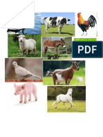 Animales de La Granja