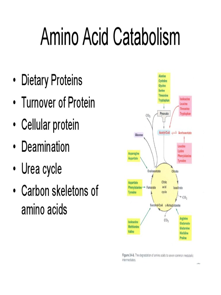 Amino Acid Catabolism Citric Acid Cycle Diet & Nutrition
