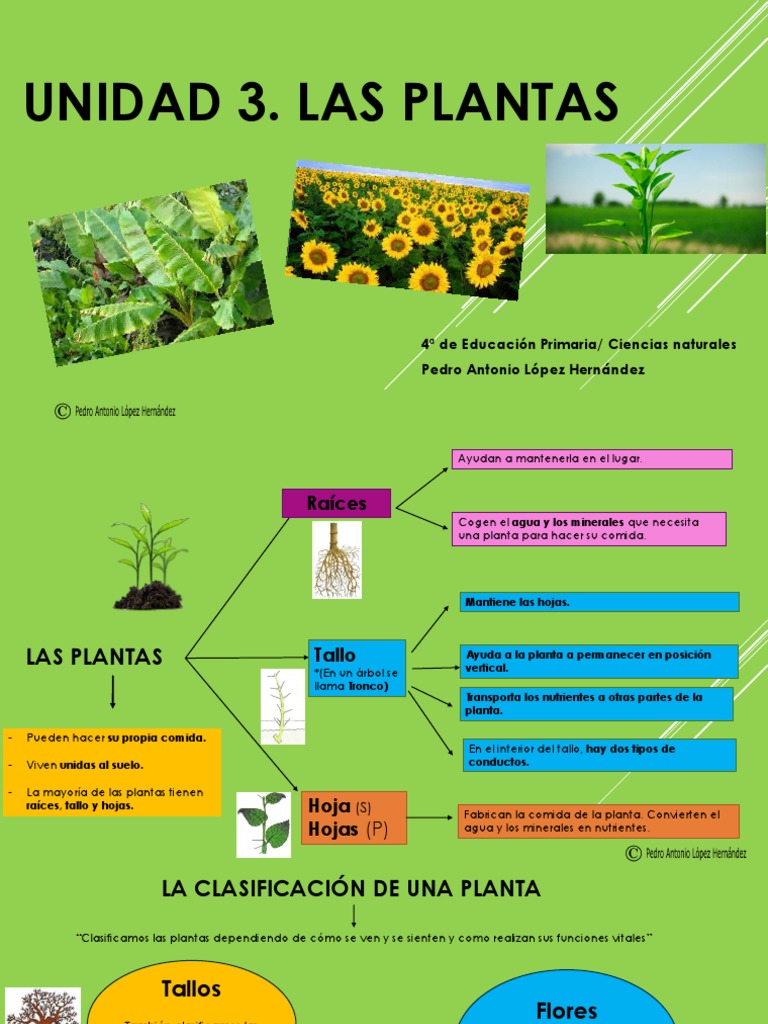 Partes y funciones de las plantas | PDF | Flores | Tallo de la planta