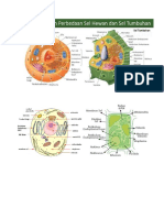 PerbedaanDasarSelHewanDanTumbuhan