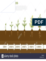 Infografia de Vectores de Fases de Crecimiento Vegetal Arbol Con Hojas Verdes Que Crecen Fuera de La Tierra Ilustracion de La Siembra de Vegetales y Frutas Pw9rfa