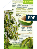 propiedades del aguacate infografia.pdf