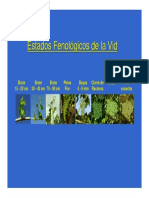 FenologiaUvadeMesa[1]