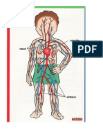 Cuerpo Humano