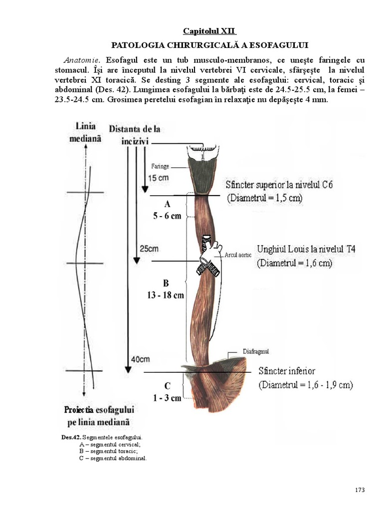 Anatomie. Esofagul Este Un Tub Musculo-Membranos, Ce Uneşte Faringele ...
