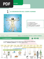 Biología 3º Eso La Organización Del Cuerpo Humano (1)