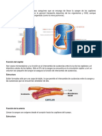 Función-y-estructura.docx