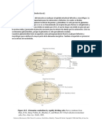 Glutaminolisis