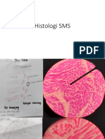 Histology Musculo