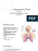 Upper Respiratory Tract Anatomy