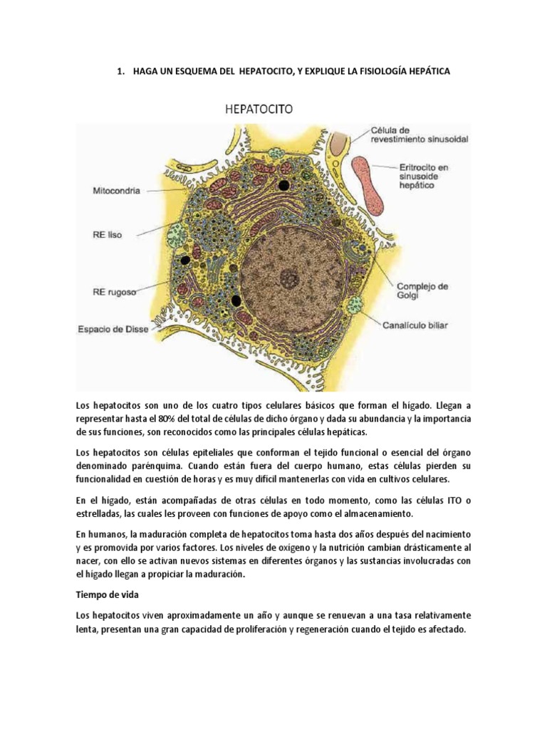 Laminas Semana 15 | PDF | Páncreas | Hígado, image size:768x1024