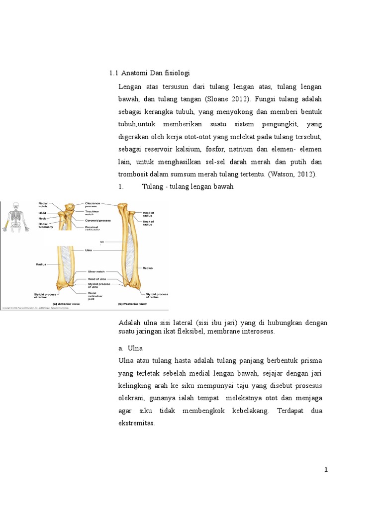 Anatomi dan Fisiologi Radius-Ulna | PDF