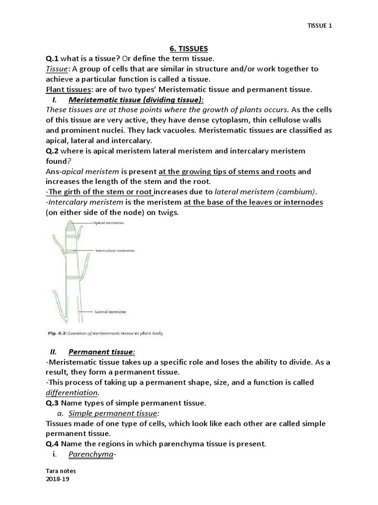 I meristematic tissue dividing tissue 6 tissues q 1 what is a