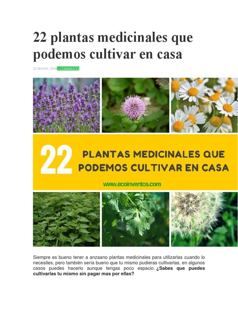 22 Plantas Medicinales Que Podemos Cultivar en Casa | PDF | Plantas  medicinales | Orégano