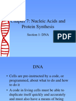 Chapter 7: Nucleic Acids and Protein Synthesis: Section 1: DNA