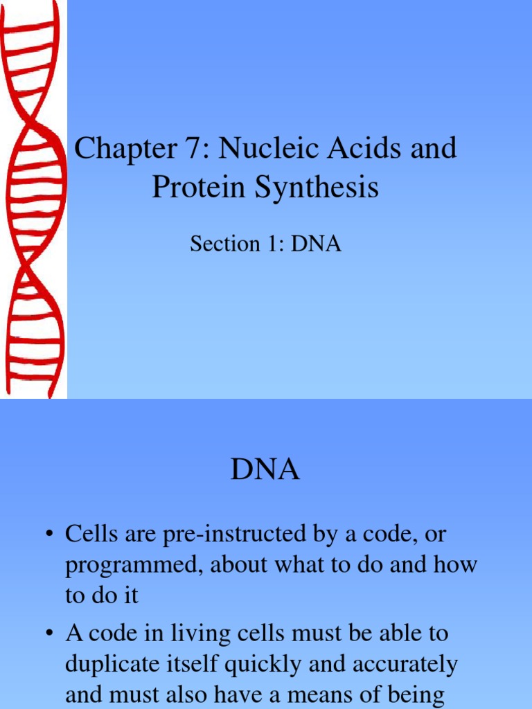 Chapter 7 Nucleic Acids and Protein Synthesis Section 1 DNA PDF